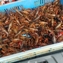 龙虾