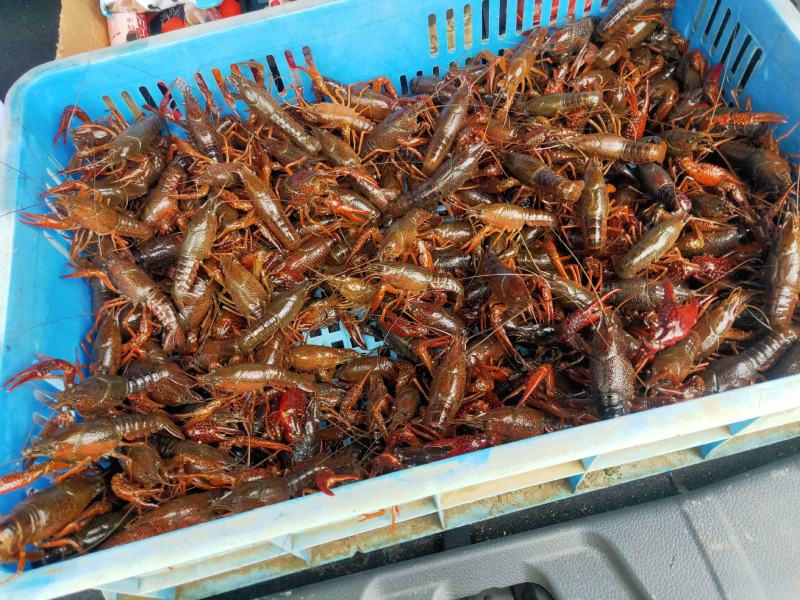 龙虾