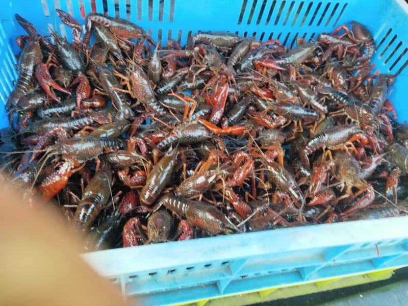 龙虾