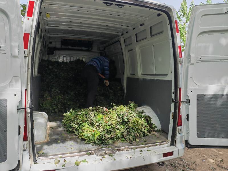 商薯19红薯苗