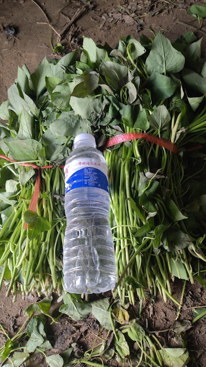 商薯19红薯苗