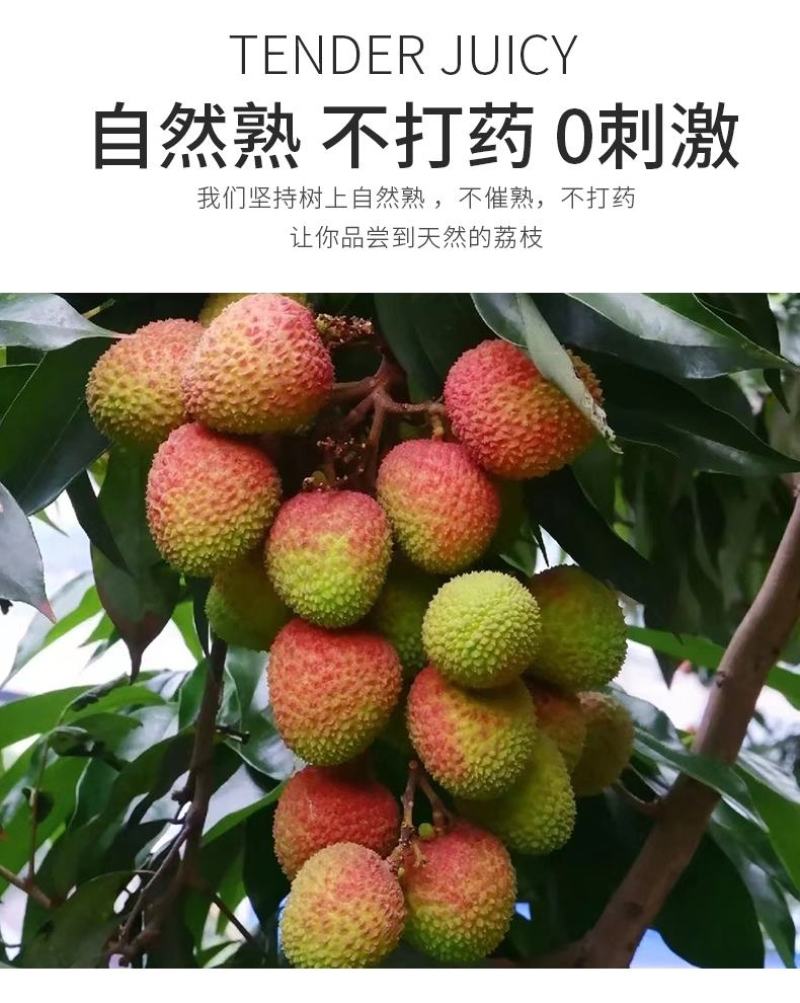 海南妃子笑荔枝/早熟妃子笑荔枝/荔枝/5号对接商超档口