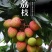 海南妃子笑荔枝/早熟妃子笑荔枝/荔枝/5号对接商超档口