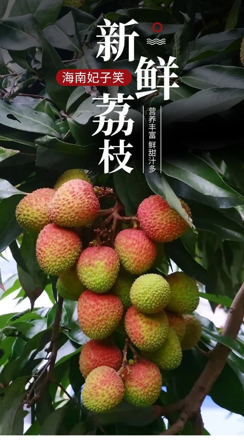 海南妃子笑荔枝/早熟妃子笑荔枝/荔枝/5号对接商超档口