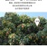 海南妃子笑荔枝/早熟妃子笑荔枝/荔枝/5号对接商超档口
