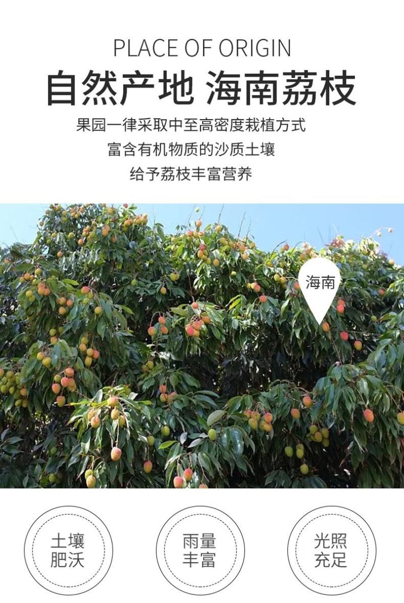 海南妃子笑荔枝/早熟妃子笑荔枝/荔枝/5号对接商超档口