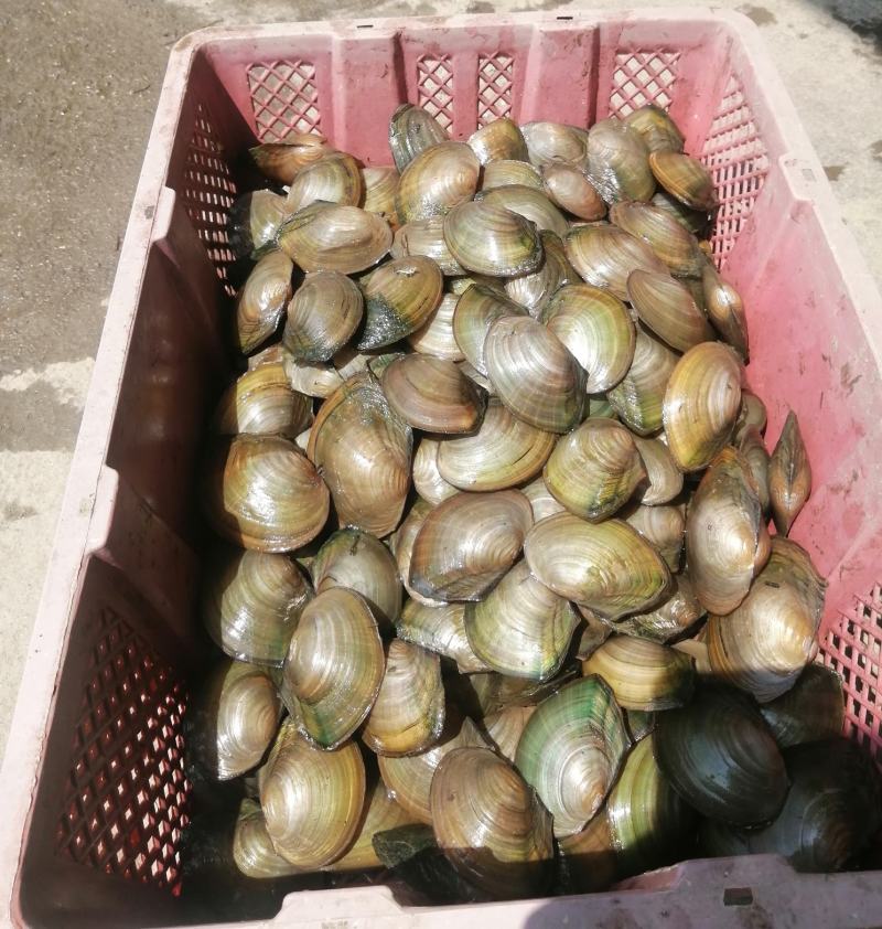 河蚌苗6到9公分左右