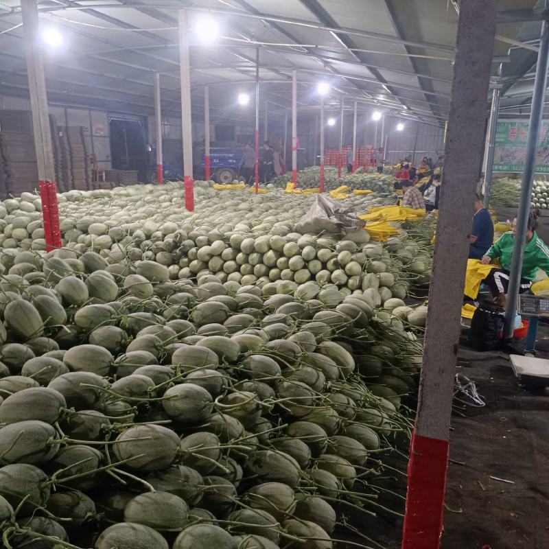 小蜜25号哈蜜瓜晓蜜25号产地量大看棚定货整车发货糖度高