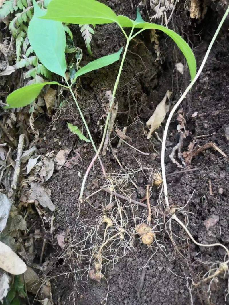 扣子七珠子参野生纽子七块茎鲜货种苗