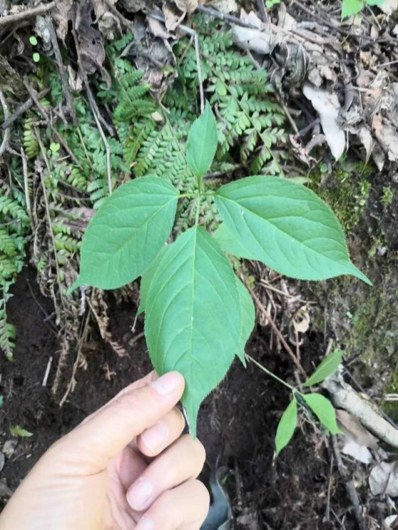 扣子七珠子参野生纽子七块茎鲜货种苗