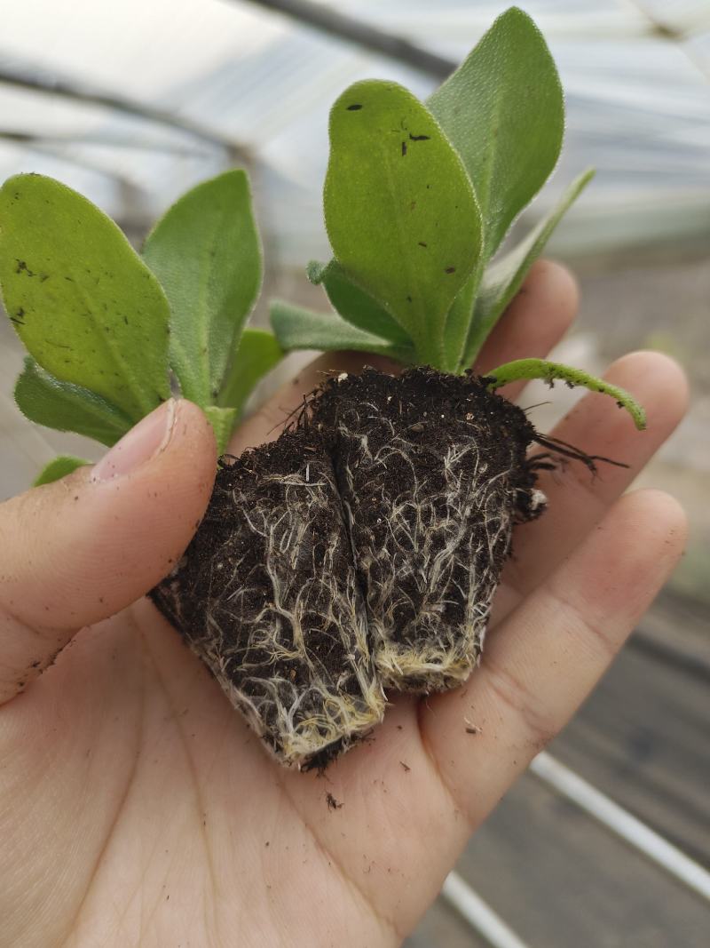 寿光一级冰菜苗大冰菜苗冰菜大苗非洲水晶冰草苗育苗基地
