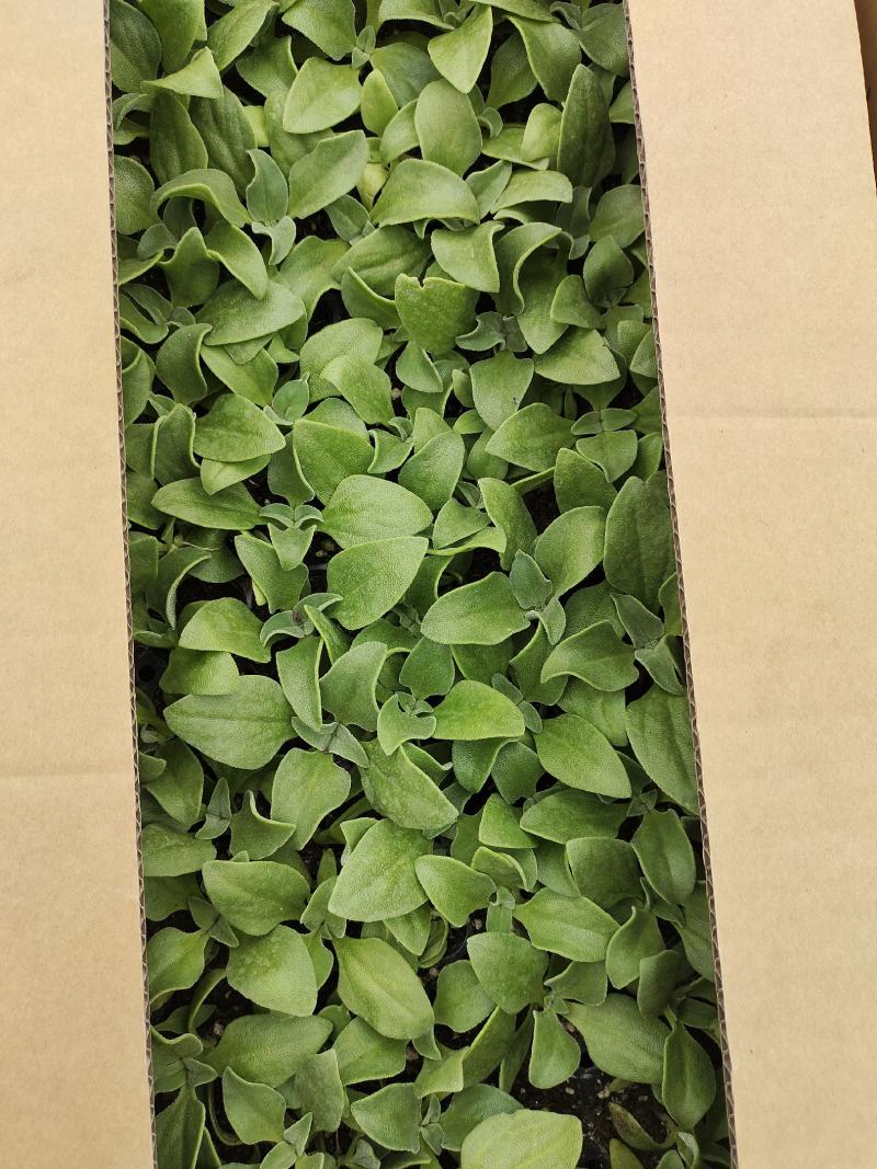 寿光一级冰菜苗大冰菜苗冰菜大苗非洲水晶冰草苗育苗基地