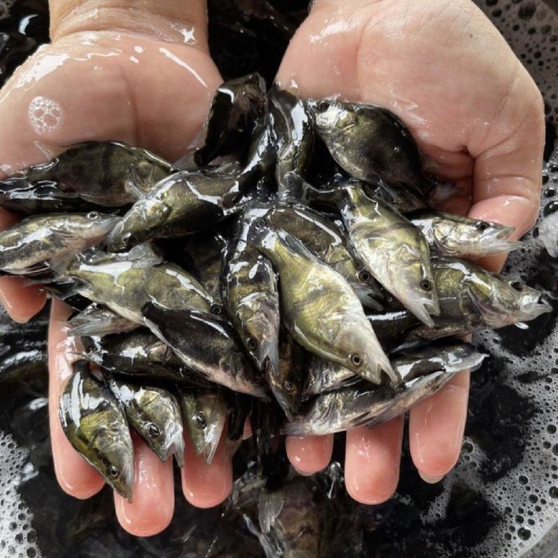 桂花斑鳜鱼苗大眼翘嘴凶猛路亚肉食淡水养殖活体免邮优质桂花