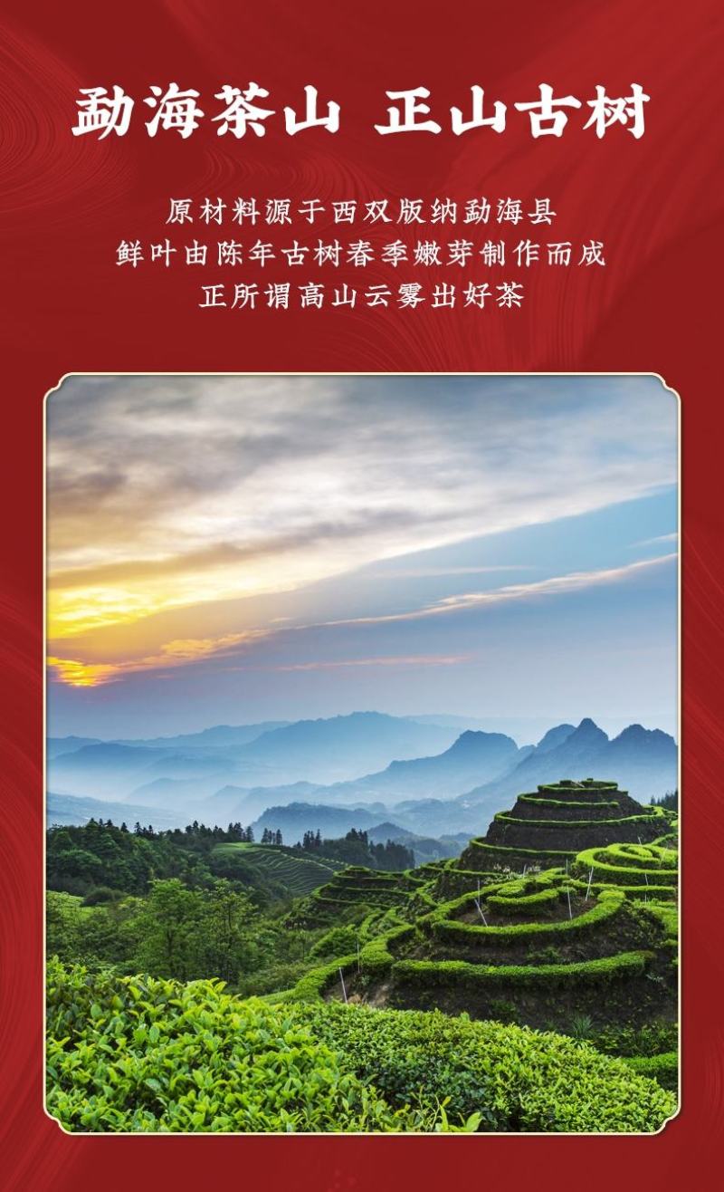 古树茶普洱茶化石碎银子熟普洱茶糯米香特级茶
