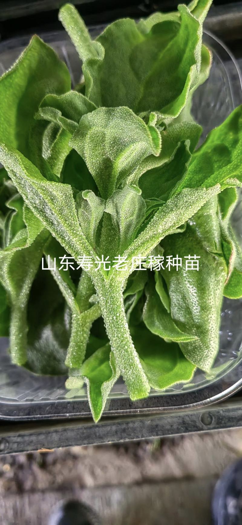 寿光一级冰菜苗大冰菜苗冰菜大苗非洲水晶冰草苗育苗基地