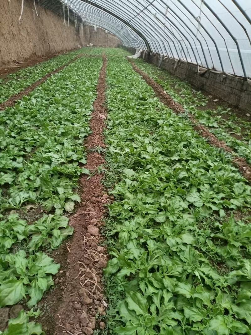 寿光一级冰菜苗大冰菜苗冰菜大苗非洲水晶冰草苗育苗基地