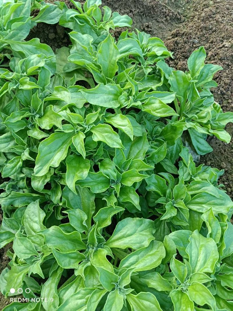 寿光一级冰菜苗大苗常年供应冰菜大苗非洲水晶冰草苗育苗基地