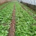寿光一级冰菜苗大苗常年供应冰菜大苗非洲水晶冰草苗育苗基地