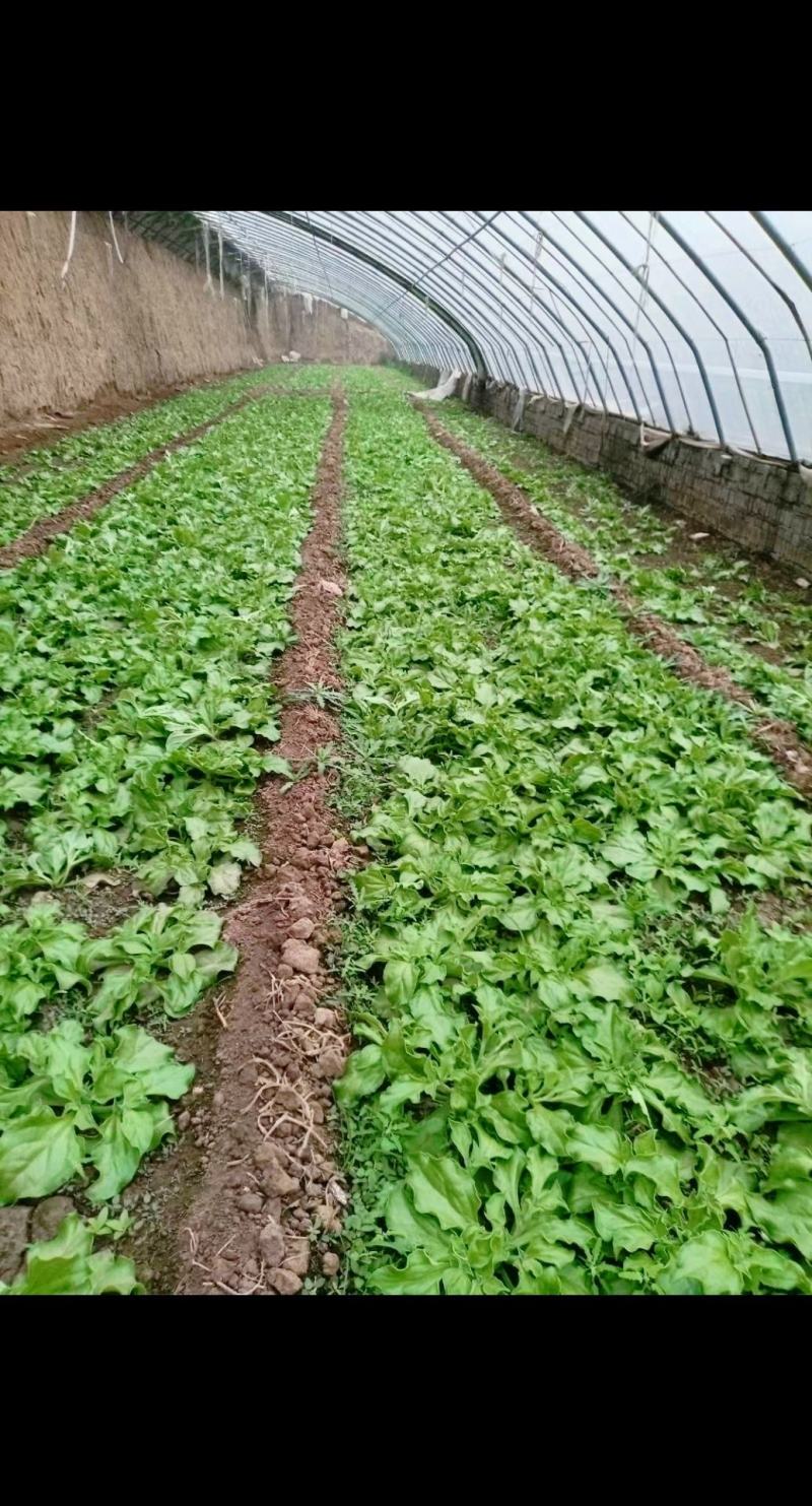 寿光一级冰菜苗大苗常年供应冰菜大苗非洲水晶冰草苗育苗基地