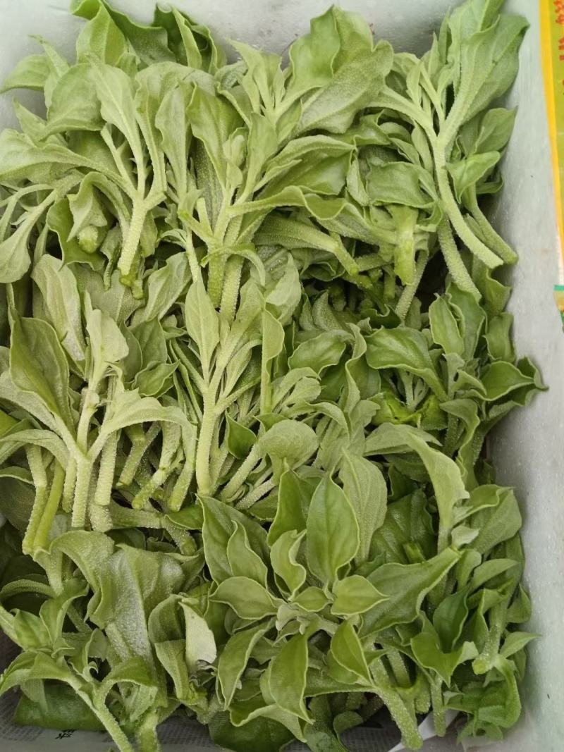 寿光一级冰菜苗大苗常年供应冰菜大苗非洲水晶冰草苗育苗基地