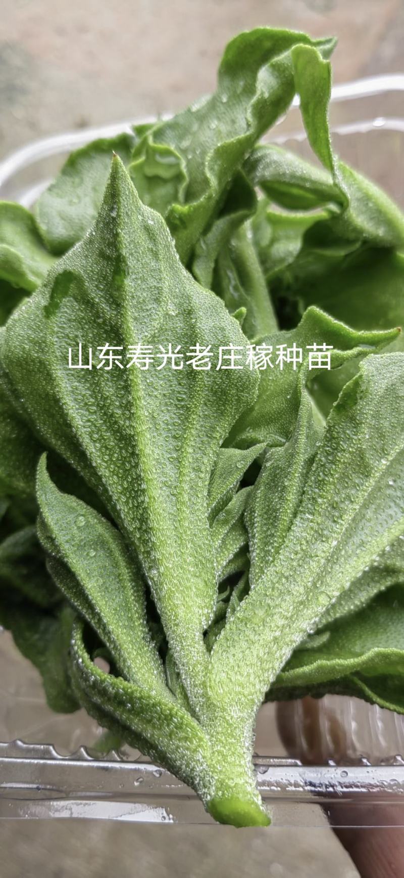 寿光一级冰菜苗大苗常年供应冰菜大苗非洲水晶冰草苗育苗基地