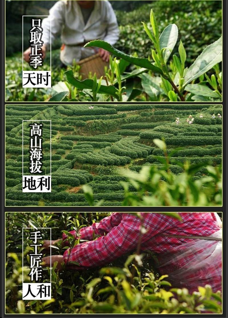 年新茶叶清香型龙井代罐装500克罐装高山云雾绿茶礼盒