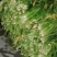 做烧饼，梅干菜缙云梅干菜无沙低盐梅干菜精品梅干菜
