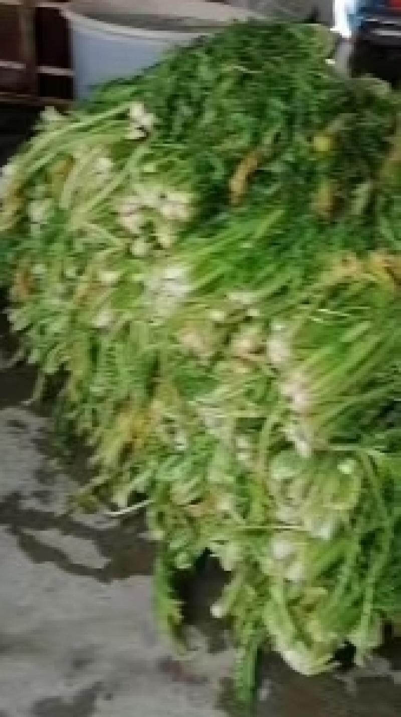 做烧饼，梅干菜缙云梅干菜无沙低盐梅干菜精品梅干菜
