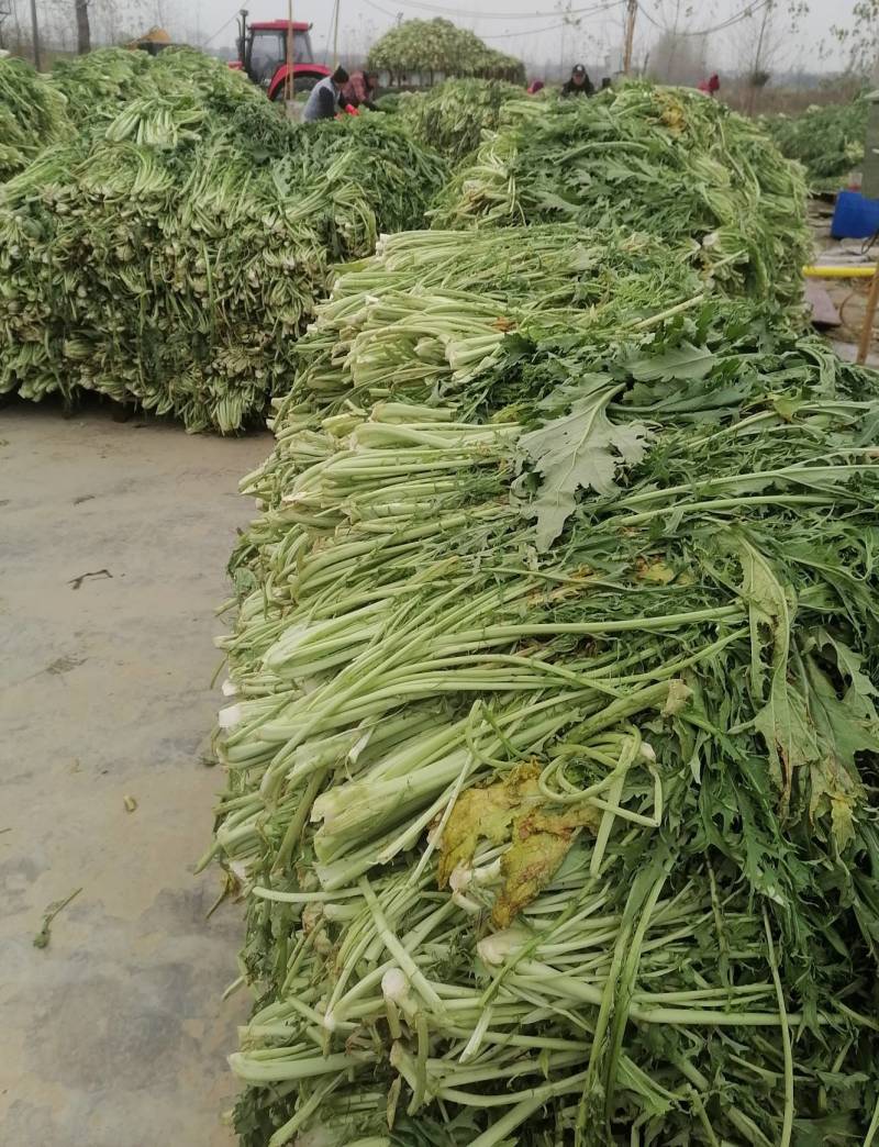 做烧饼，梅干菜缙云梅干菜无沙低盐梅干菜精品梅干菜