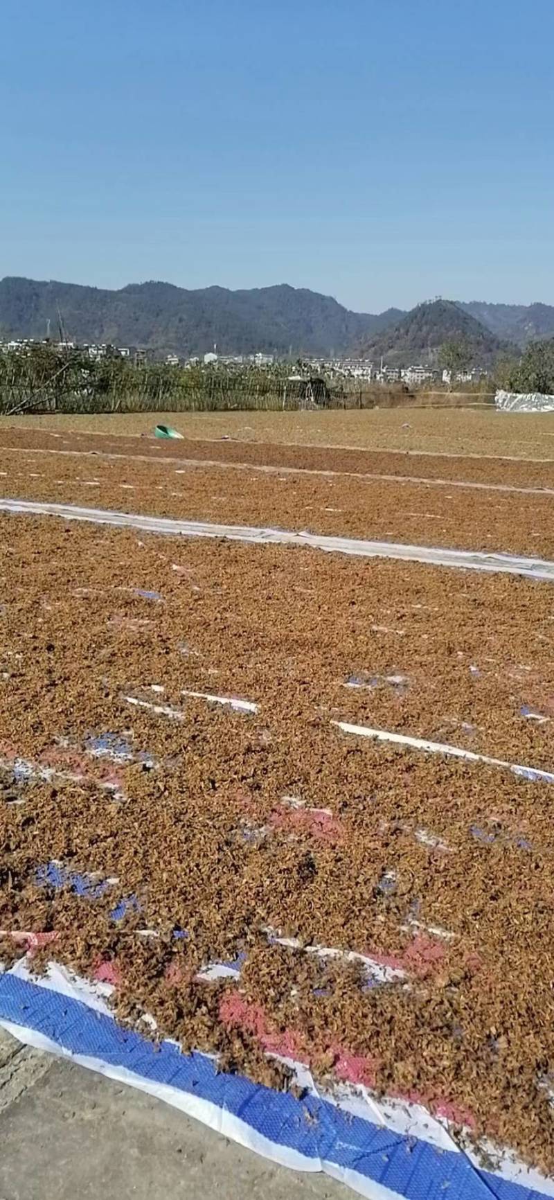 做烧饼，梅干菜缙云梅干菜无沙低盐梅干菜精品梅干菜