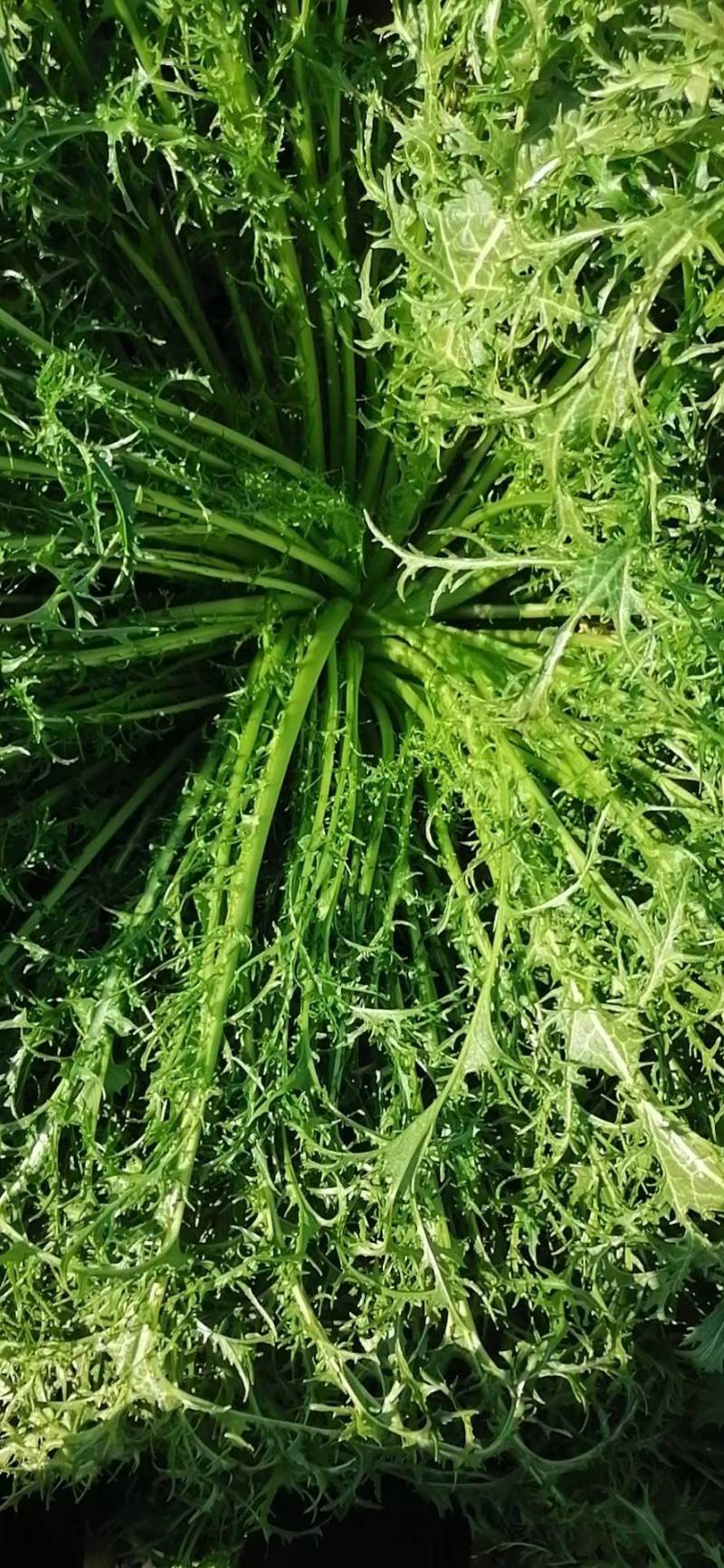 做烧饼，梅干菜缙云梅干菜无沙低盐梅干菜精品梅干菜