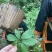 广西金秀大瑶山野生苦绞股蓝