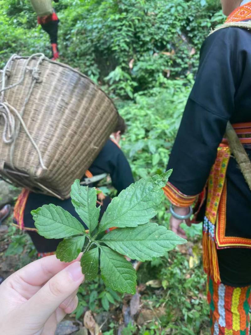 广西金秀大瑶山野生苦绞股蓝