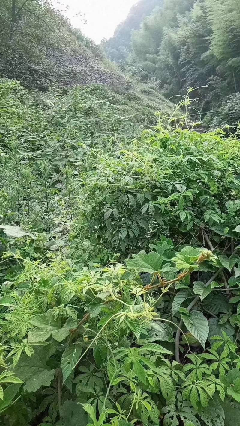 广西金秀大瑶山野生苦绞股蓝