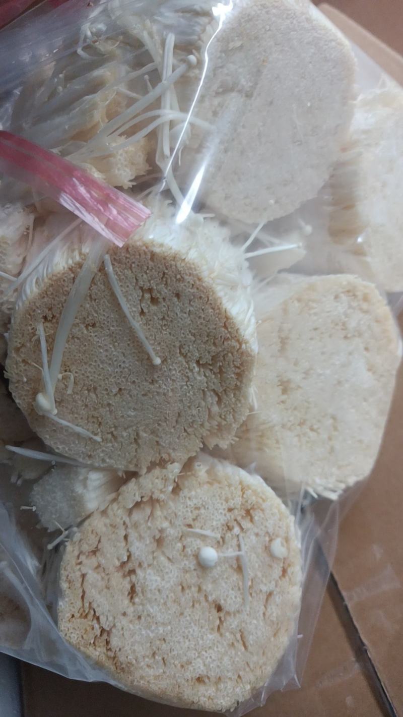 安徽散金针菇大量供应品质保证欢迎老板来电洽谈诚信
