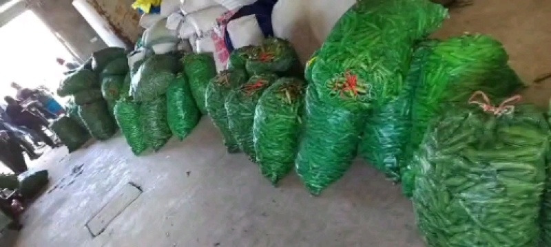 江苏南通本地蚕豆需要联系，量大从优，大量上市