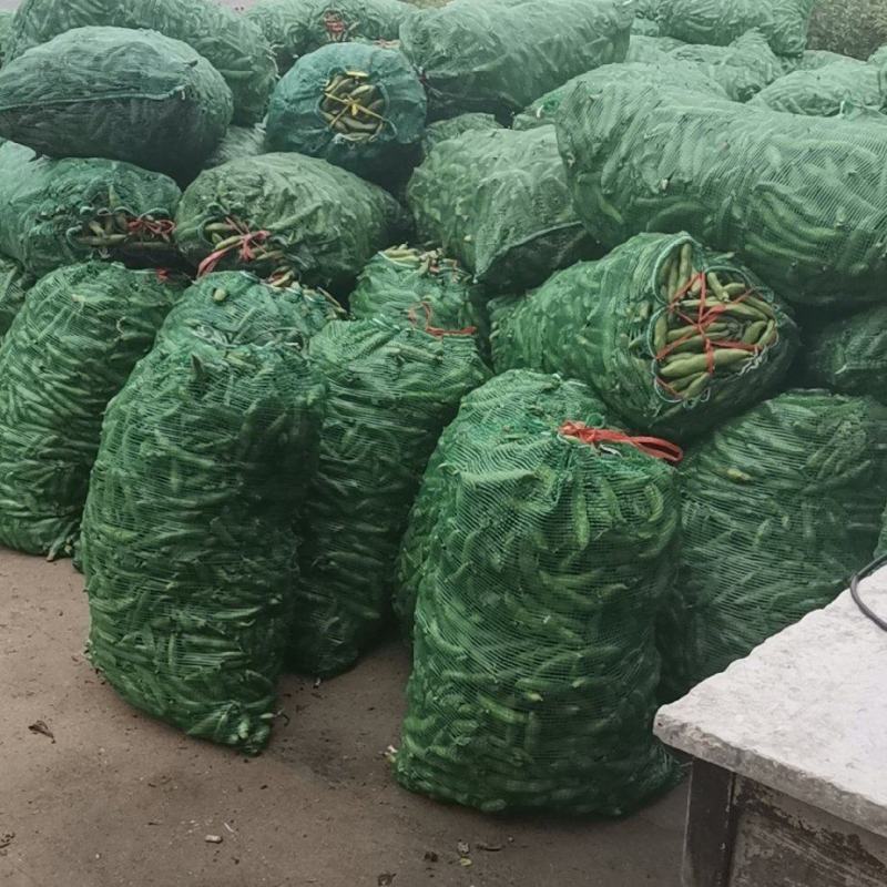 江苏南通本地蚕豆需要联系，量大从优，大量上市
