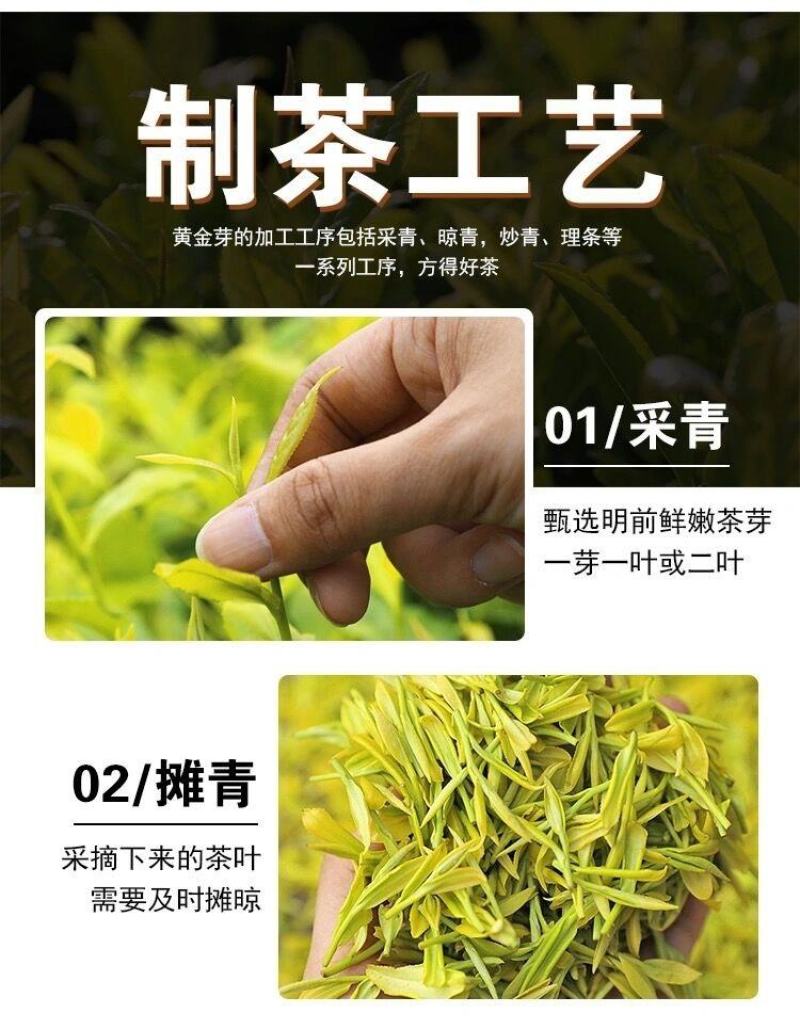 【一斤四罐500克】特级黄金芽明前高山浓香型白茶2023