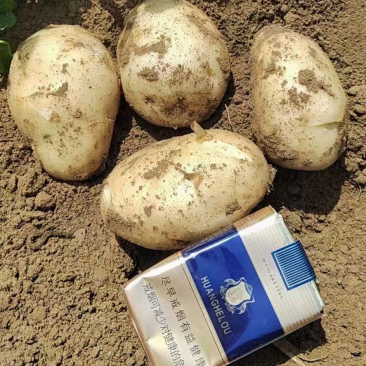 黄皮黄心土豆，产地直供，一手货源，诚信服务。