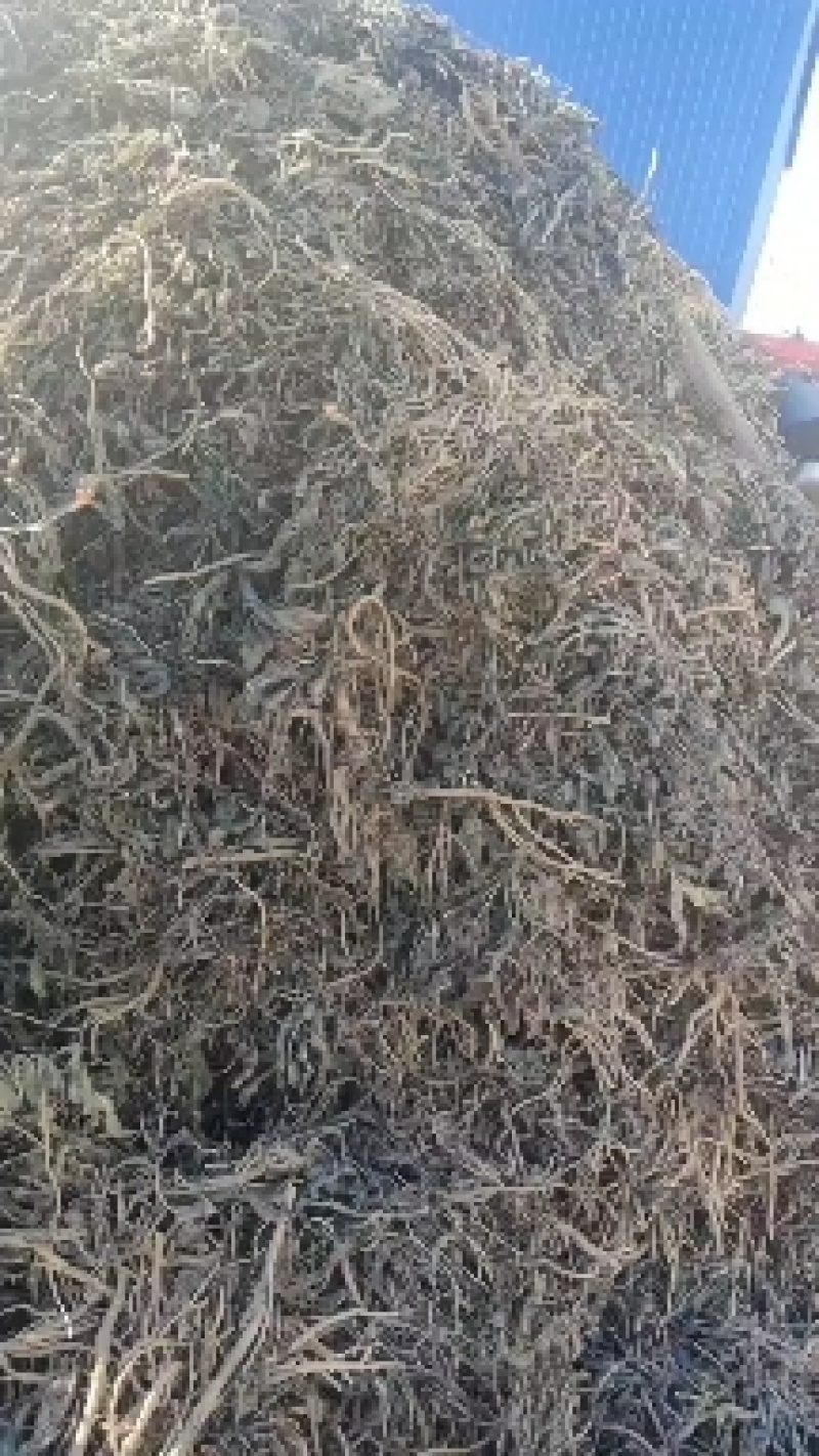 出售板蓝根