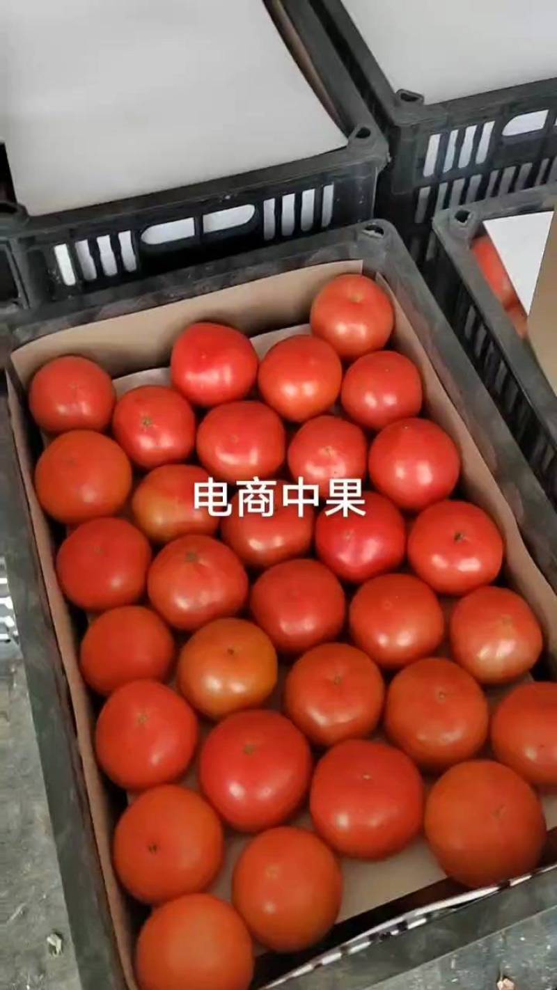 【超市】硬粉番茄西红柿供应全国对接各大市场商超电商