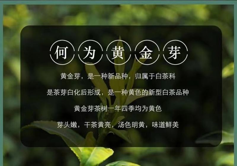 【2023新茶明前特级】安吉白茶黄金芽500g正宗高山茶