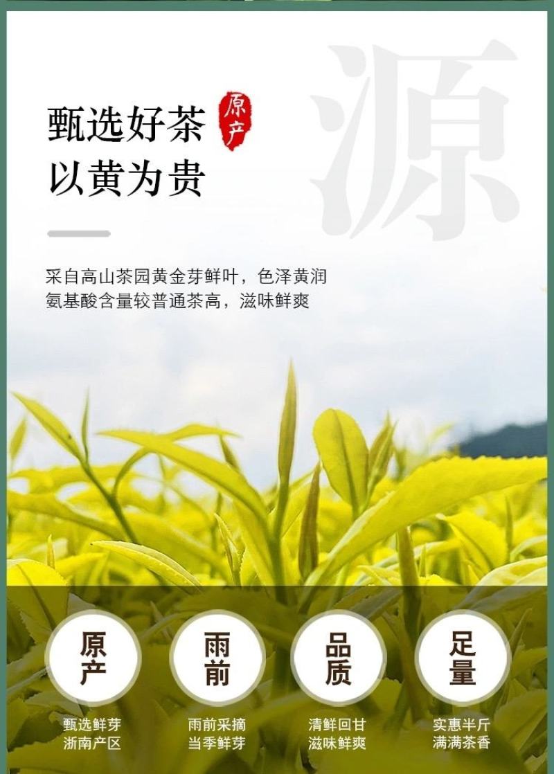 【2023新茶明前特级】安吉白茶黄金芽500g正宗高山茶