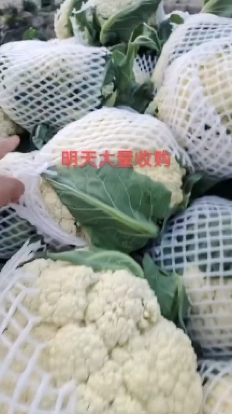 精品松花菜，有机花，青梗小米，可视频看货，发往全国各地