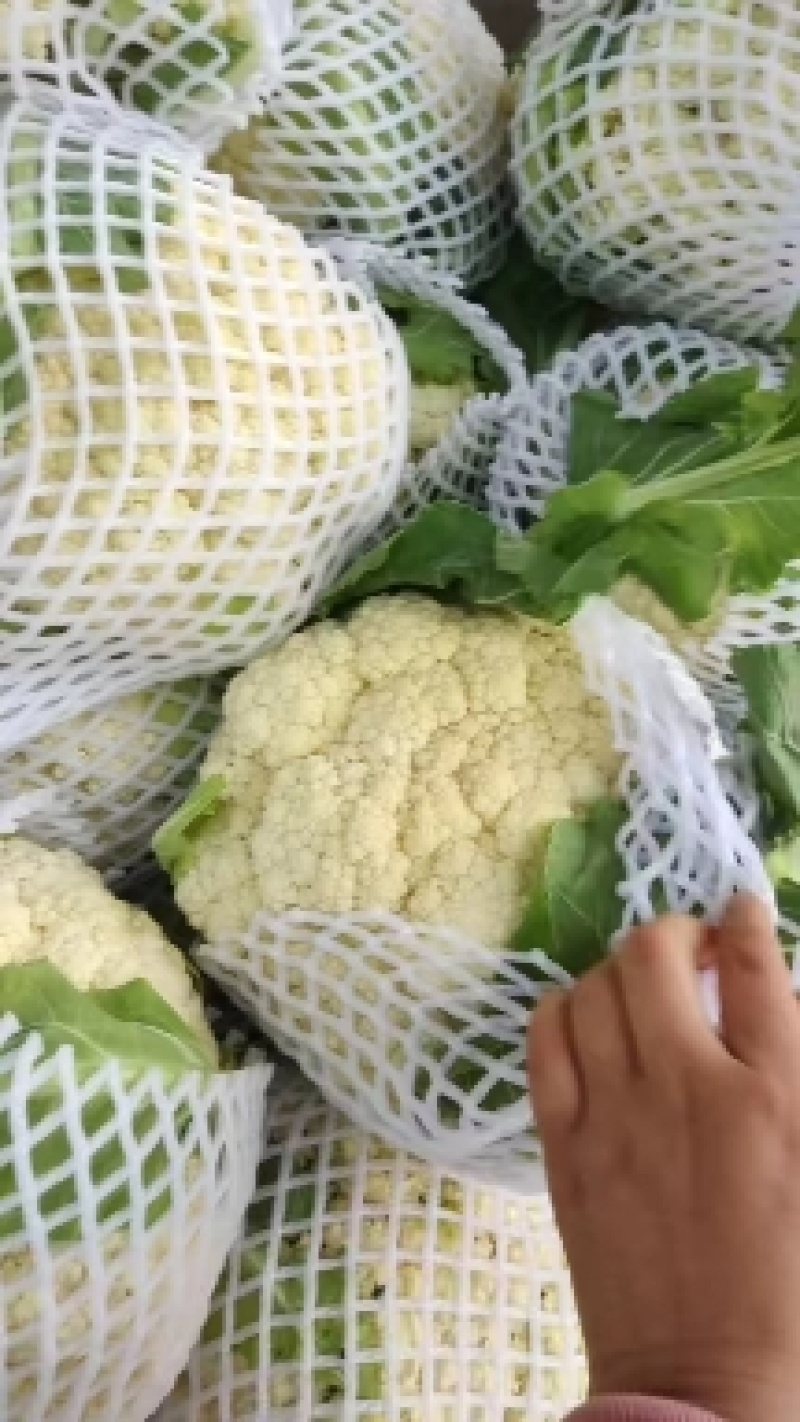 精品松花菜，有机花，青梗小米，可视频看货，发往全国各地