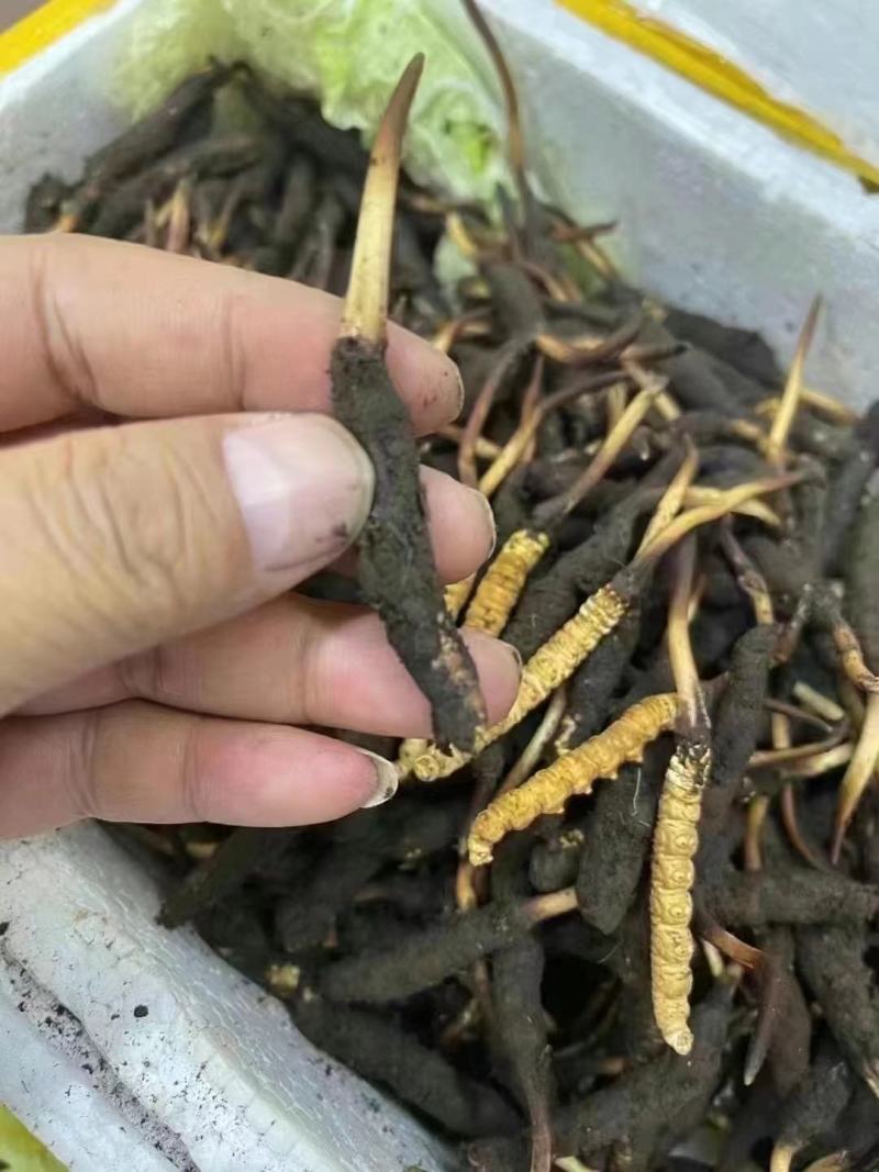 野生高海拔冬虫夏草鲜虫草上市中现卖现发真空袋顺丰快递包邮