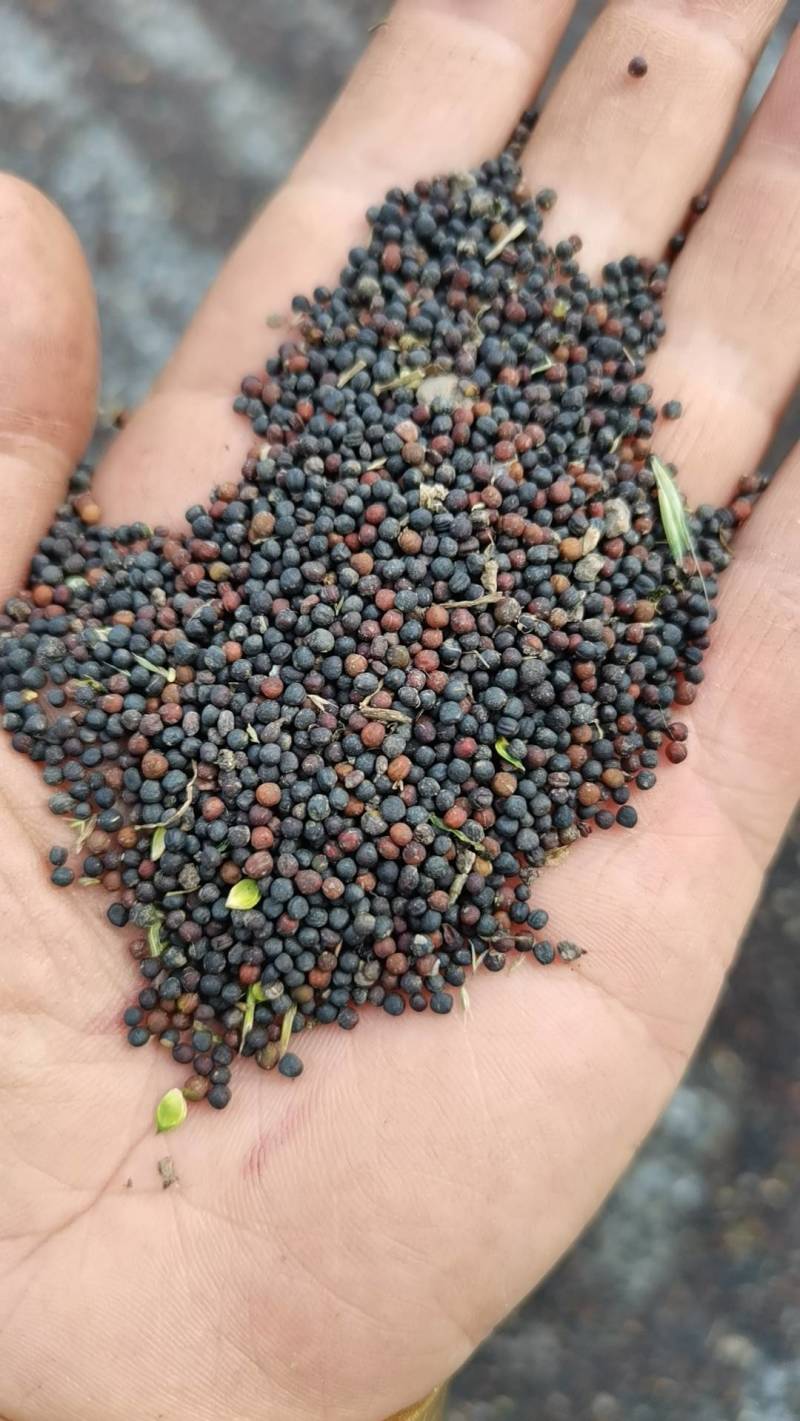 油菜籽自产自销，合作社长期供应优质水稻油菜籽