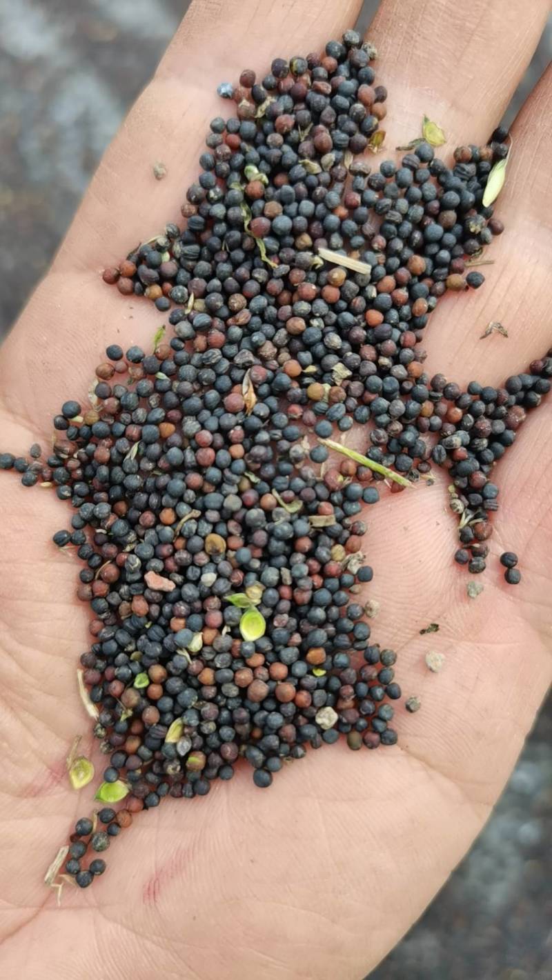 油菜籽自产自销，合作社长期供应优质水稻油菜籽