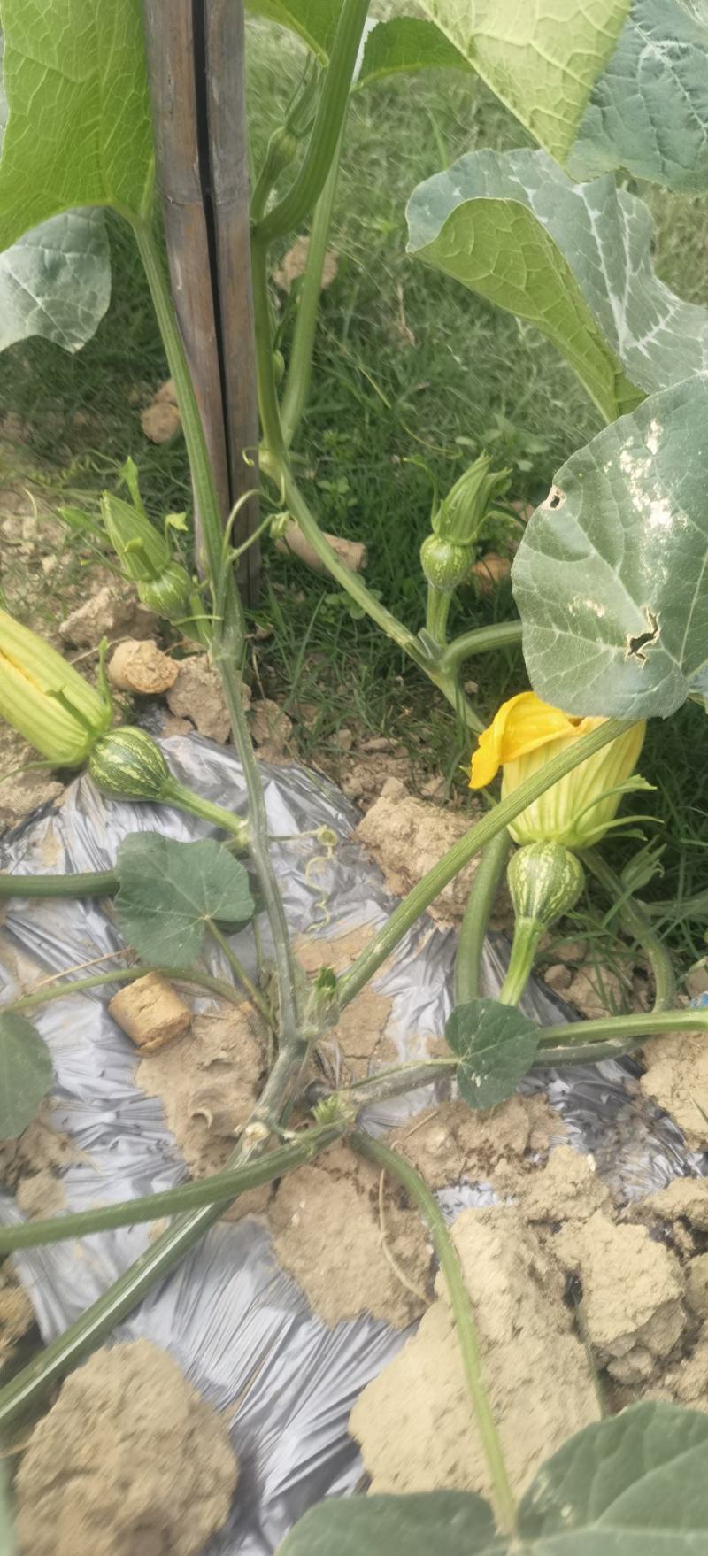 小南瓜种子甜栗香靑花皮黄心南瓜肉紧实香味浓结瓜多