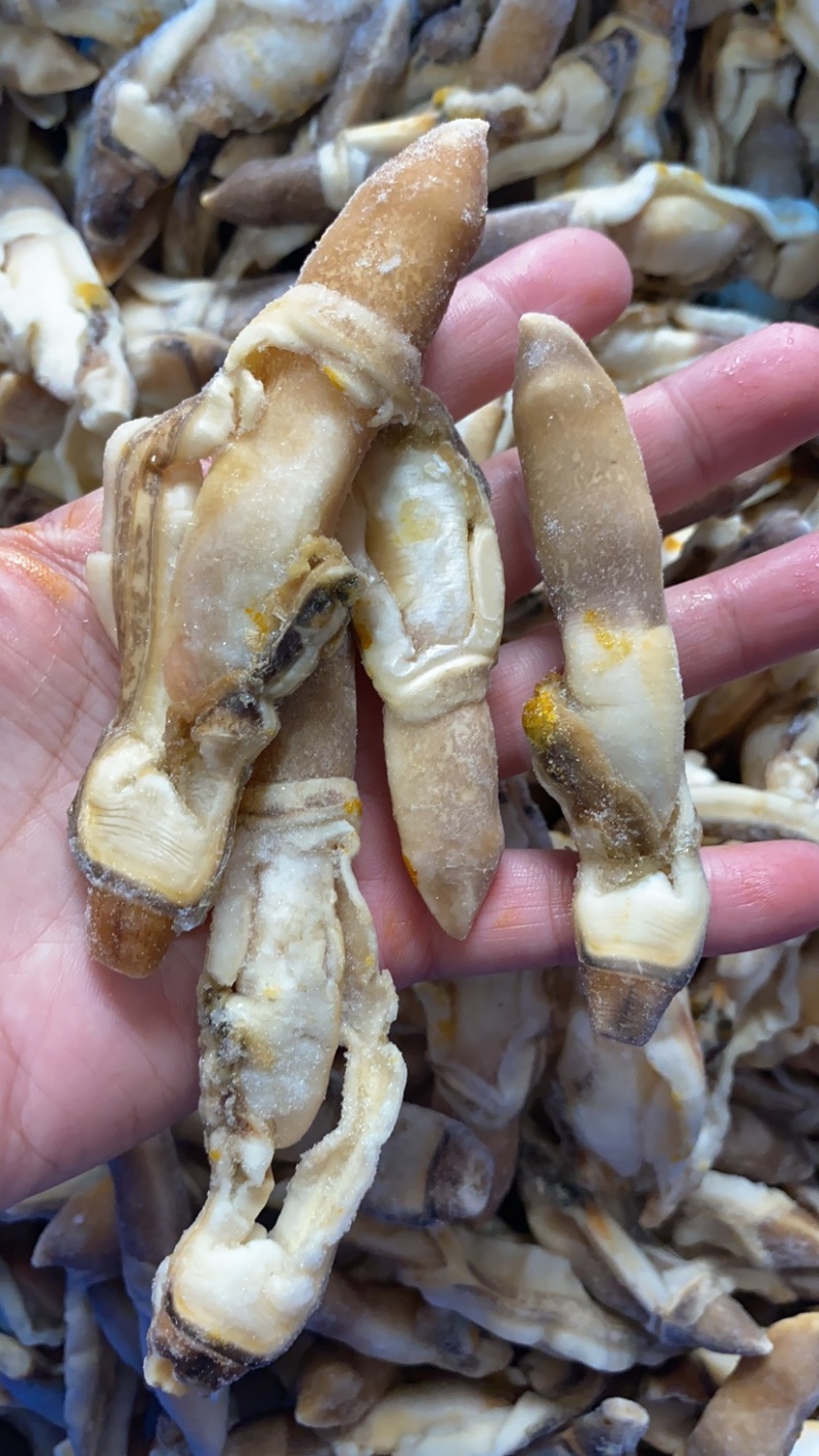去沙蛏王肉大蛏子圣子肉圣王肉海蛏子
